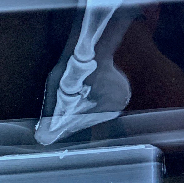 Vet - Physiograph Block (single)