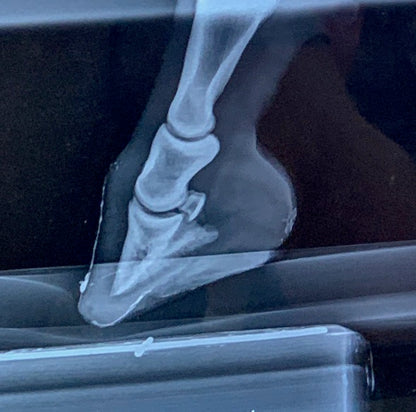 Vet - Physiograph Block (single)